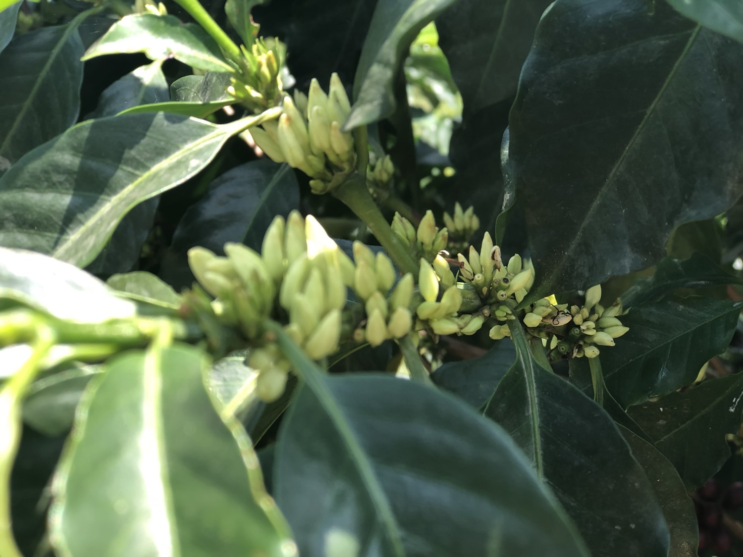 Coffee blossom at origin